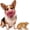 #E, variant on Scary Latex Dog Mask for Small Medium Dogs