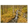 thumbnail image 1 of Great BIG Canvas | Rolled Greg Martin Poster Print entitled Small creek flows through autumn leaf covered forest floor Chugach State Park, 1 of 4