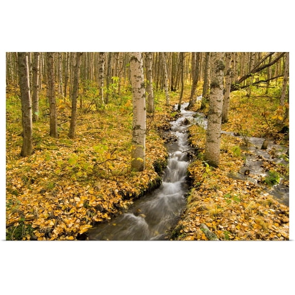 Great BIG Canvas | Rolled Greg Martin Poster Print entitled Small creek flows through autumn leaf covered forest floor Chugach State Park