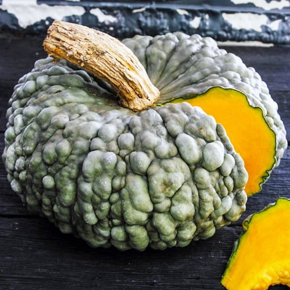TomorrowSeeds - Marina Di Chioggia Squash Seeds - 30  Count - For 2026 Planting Italian Green Zucca