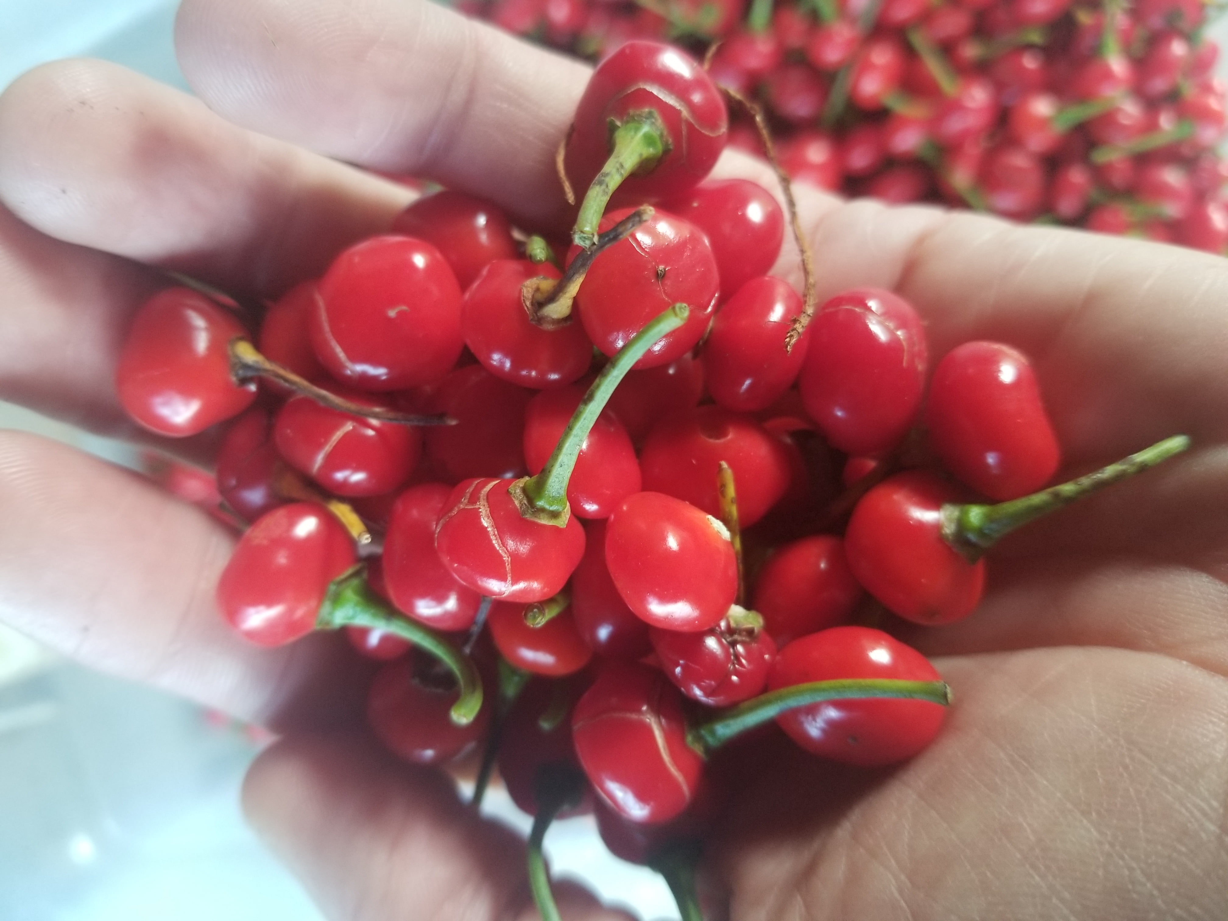 Aji Dulce / Seasoning Peppers Organic Seeds