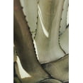 thumbnail image 2 of 1x Studio III 23x32 Gold Ornate Wood Framed with Double Matting Museum Art Print Titled - Agave_002, 2 of 4