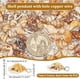 thumbnail image 4 of Colgantes de concha, conchas marinas en espiral, dijes artesanales, colgante de conchas marinas cauri, dijes de conchas naturales, caracolas con asa de bucle, 4 of 9