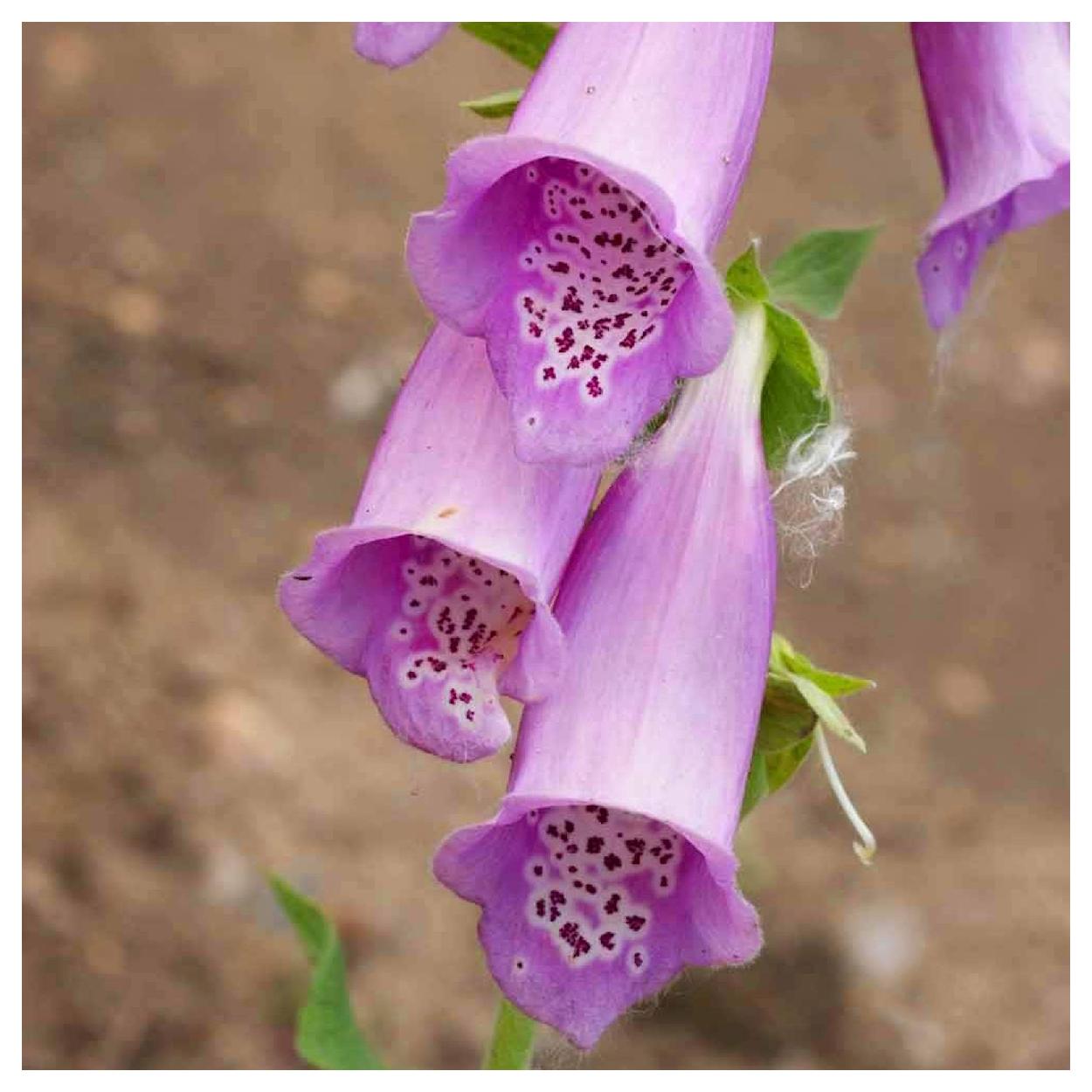 Everwilde Farms - 1 lb Mixed Foxglove Garden Flower Seeds - Gold Vault Bulk Seed Packet