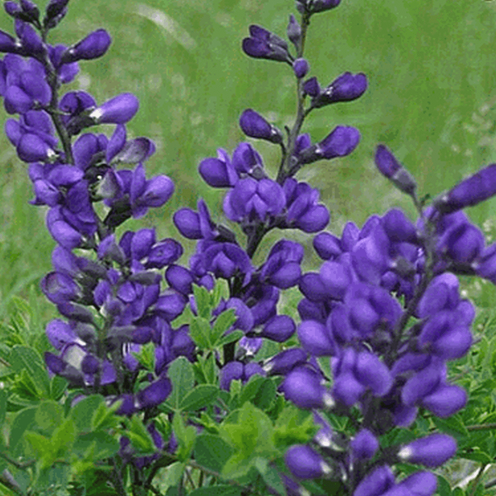 Everwilde Farms 10 Dwarf Blue Indigo Native Wildflower Seeds Gold