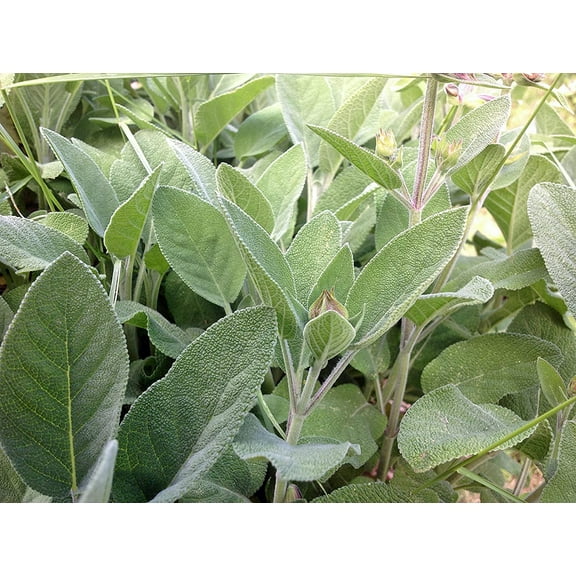 Sage Seed, Broad Leaf, Heirloom, Non GMO, 100  Seeds, Sage Herb, Spice, Country Creek Acres