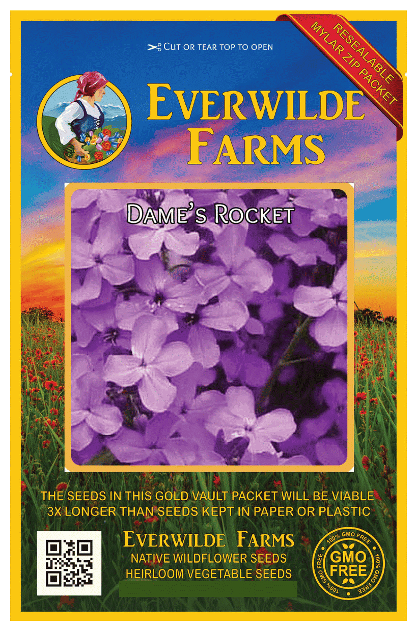 Everwilde Farms 1000 Dames Rocket Garden Flower Seeds Gold Vault