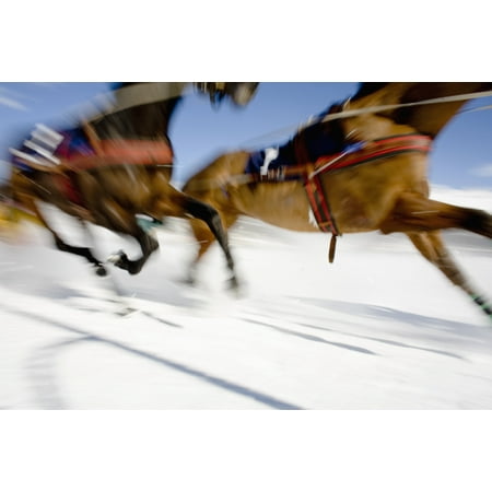 Sti Race - Ski Joring Race Stretched Canvas - Vicki Couchman Design Pics (38 x 24)