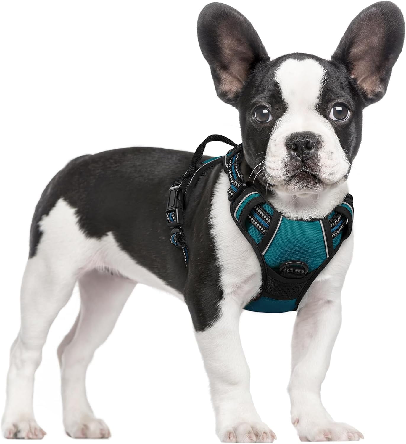 Rabbitgoo Small Dog Harness No Pull, Blue Coral photo 1