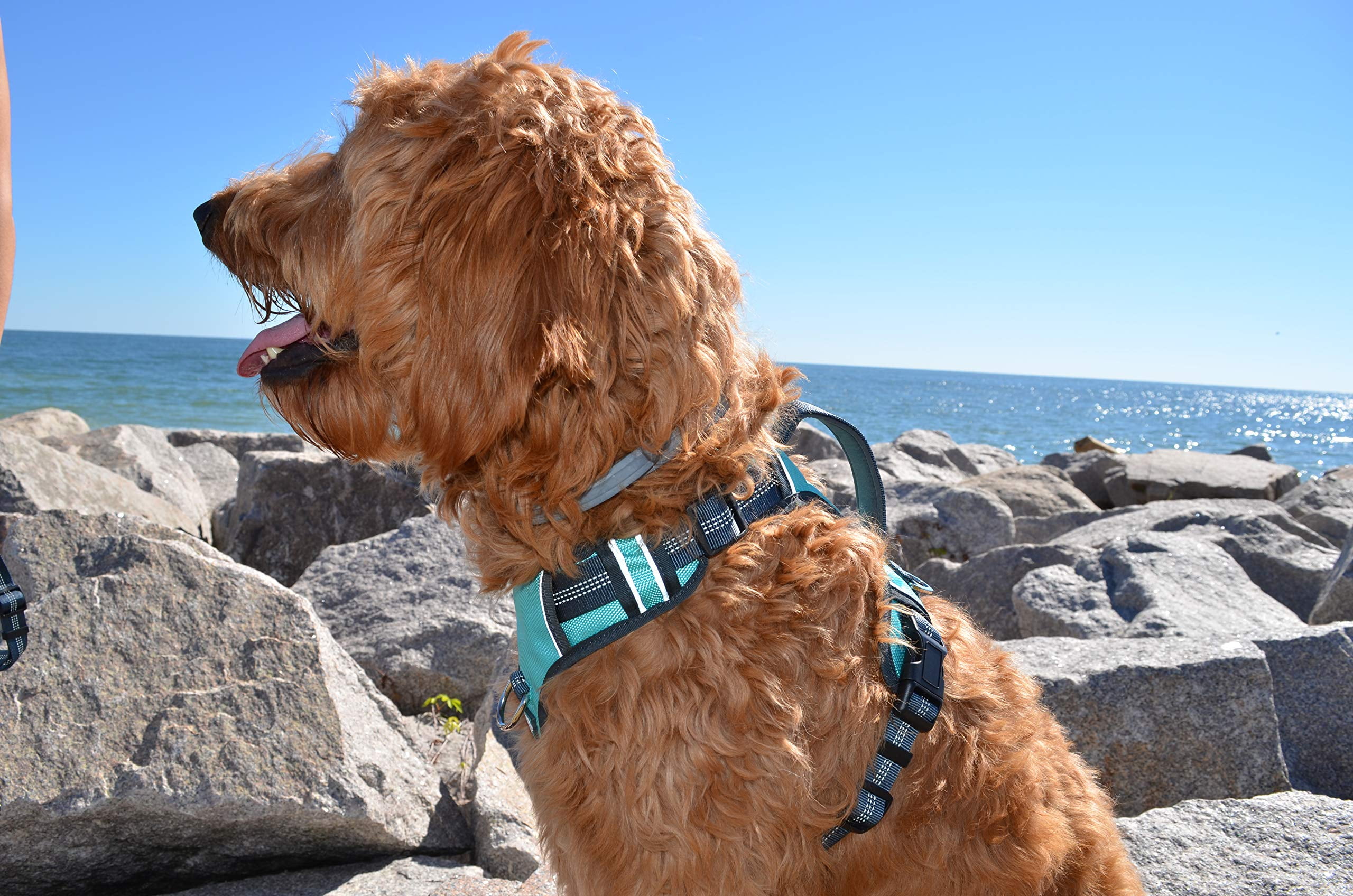 The Comfort Dog Harness With Mesh Padded Vest Aqua- Large Breeds