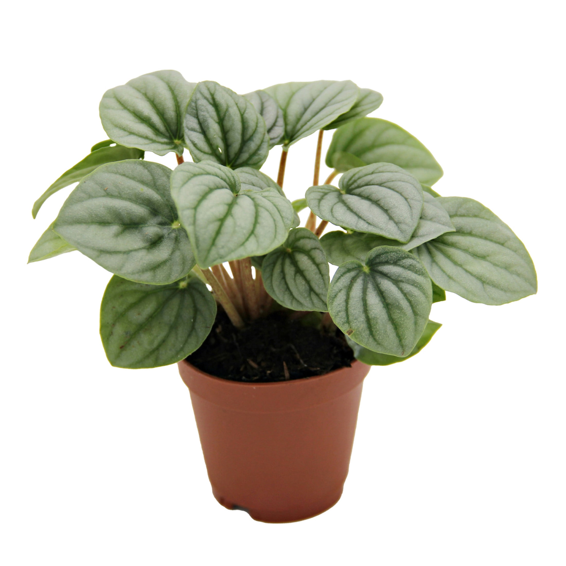 ReptiCulture Assorted Peperomia Tropical 2" 3 pk