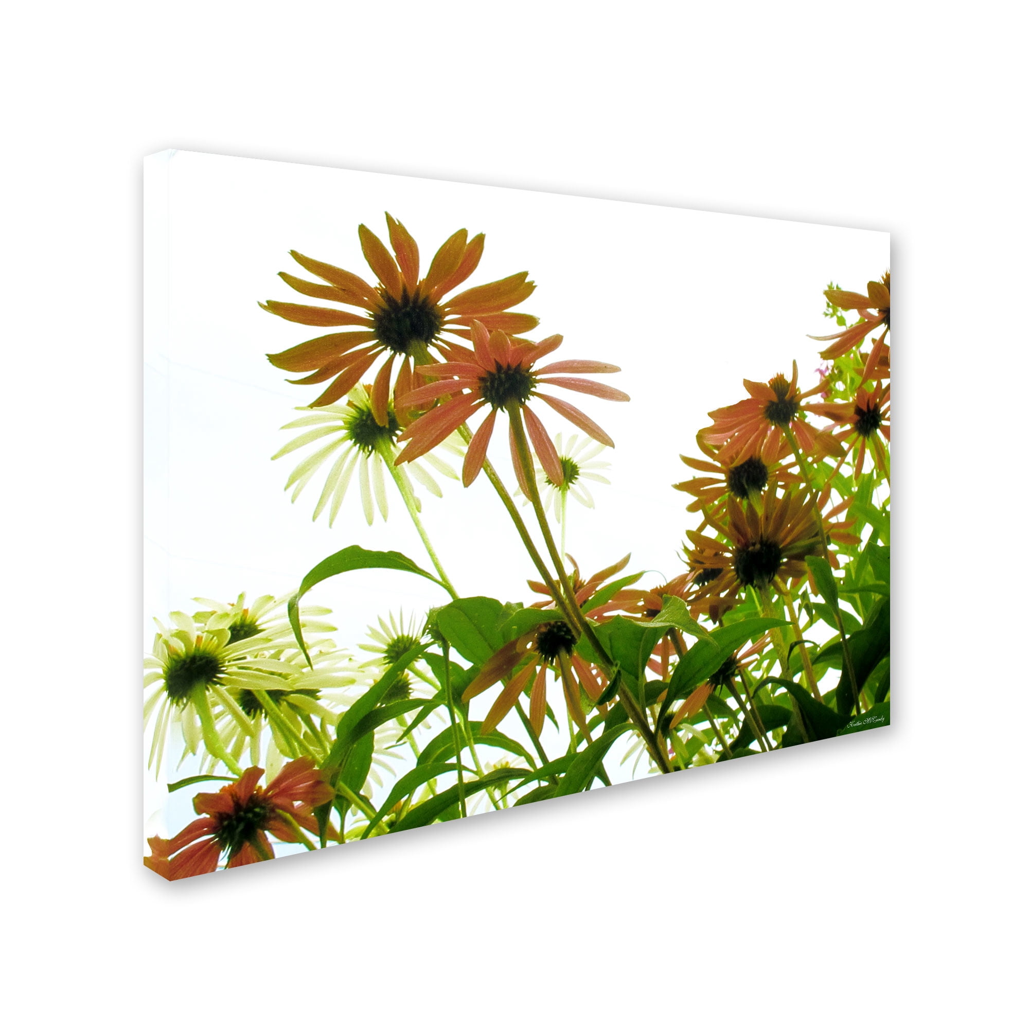 Trademark Fine Art "Orange Coneflowers" Canvas Art by Kathie McCurdy