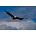 thumbnail image 2 of Bald Eagle Soaring Wall Mural by Wallmonkeys Peel and Stick Graphic (18 in W x 12 in H) WM36051, 2 of 4