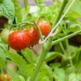 thumbnail image 4 of Gancho para tomate de 200 Uds., ganchos de plástico para racimo de uvas, pinza para tomate y fresa, herramientas para evitar caídas de frutas JAMW Sencillez, 4 of 5