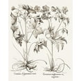thumbnail image 2 of Besler, Basilius 26x32 White Modern Wood Framed Museum Art Print Titled - Sepia Besler Botanicals V, 2 of 4