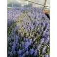 thumbnail image 4 of 5 Chocolate Chip Ajuga in 4 Inch Pots, 4 of 4
