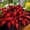 Red, variant on Garden Decoration Midnight Blue Hostas for Planting-(Non-Artificial)-Easy to Grow & Fast C Sprouting-