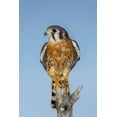 thumbnail image 2 of Jones, Adam 13x18 White Modern Wood Framed Museum Art Print Titled - Male American Kestrel, 2 of 4
