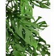 thumbnail image 5 of Gardenera Labs Monstera Adansonii Planting Mix: Maximize Aeration, Drainage & Nutrient Holding Capacity - 5 Quart Bag, 5 of 6