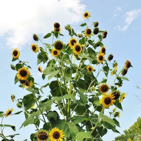 Sunflower SKYSCRAPER 50 Seeds - Mother Nature's Seeds - Wildflower Seeds - Flower Seeds for Planting - Non-GMO