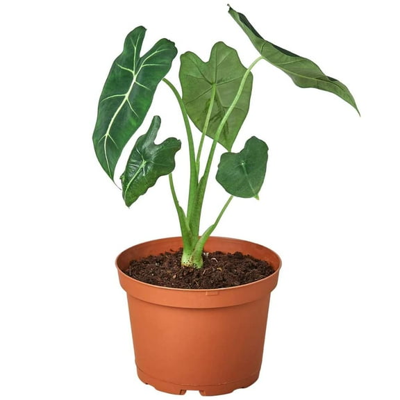 Alocasia Micholitziana Frydek Live Plant for Indoor | Different Houseplants in 4'' & 6'' Pot | Real House Plant for Living Room, Office, Desk & Bathroom | Green Velvet