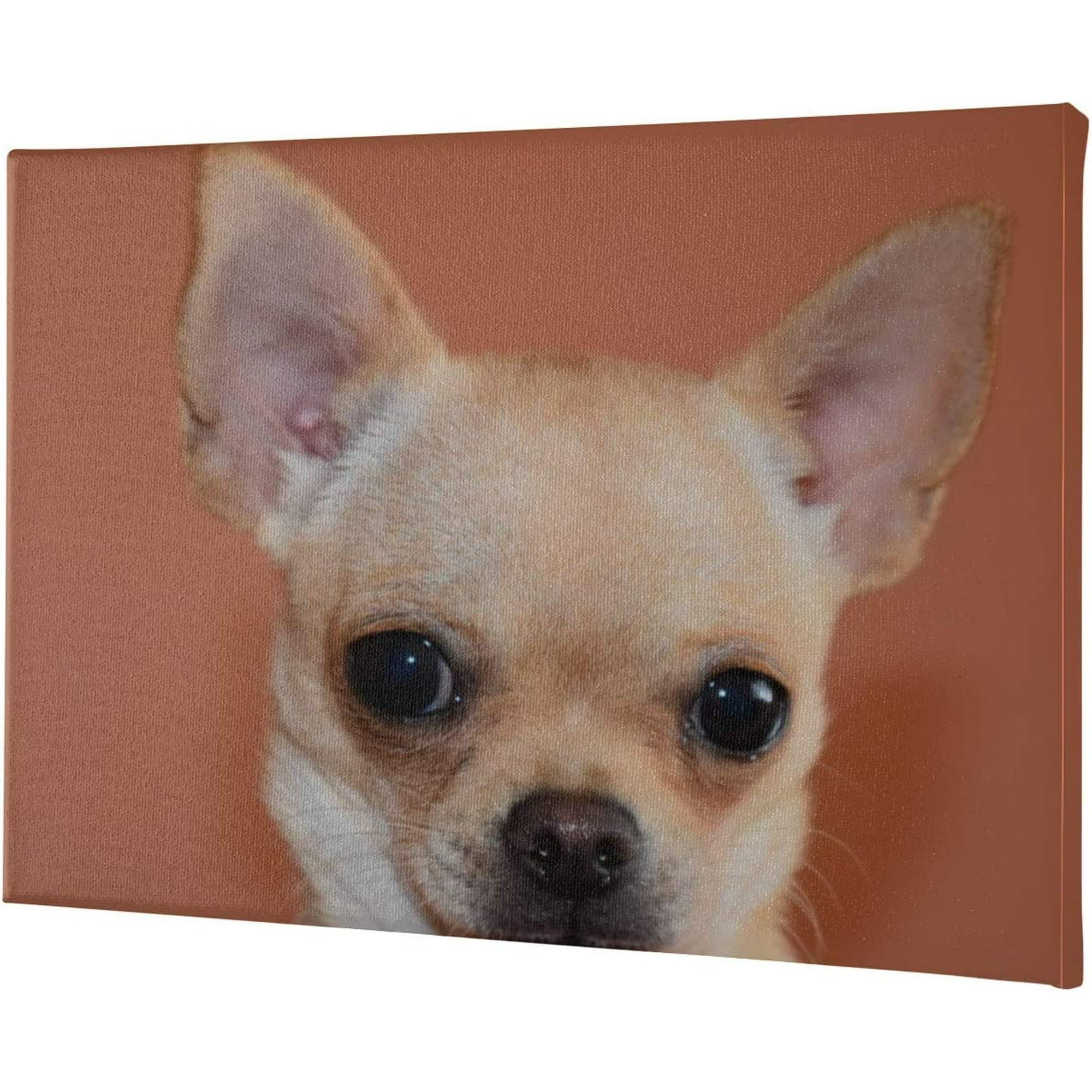 What Does Wall Eyed On A Dog Mean