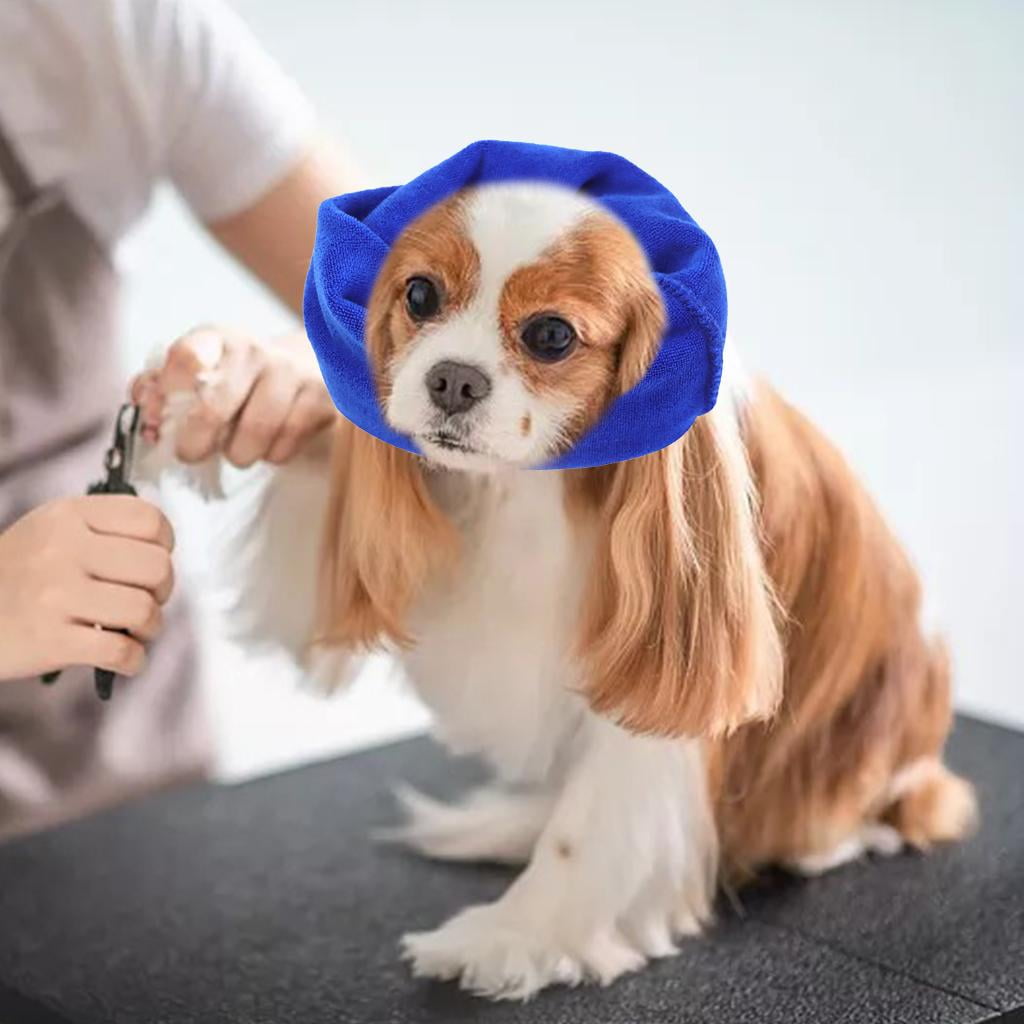 Dog with headband best sale