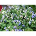 thumbnail image 5 of 100 MIXED CANTERBURY BELLS - Crown Mix Campanula Medium Flower Seeds, 5 of 5