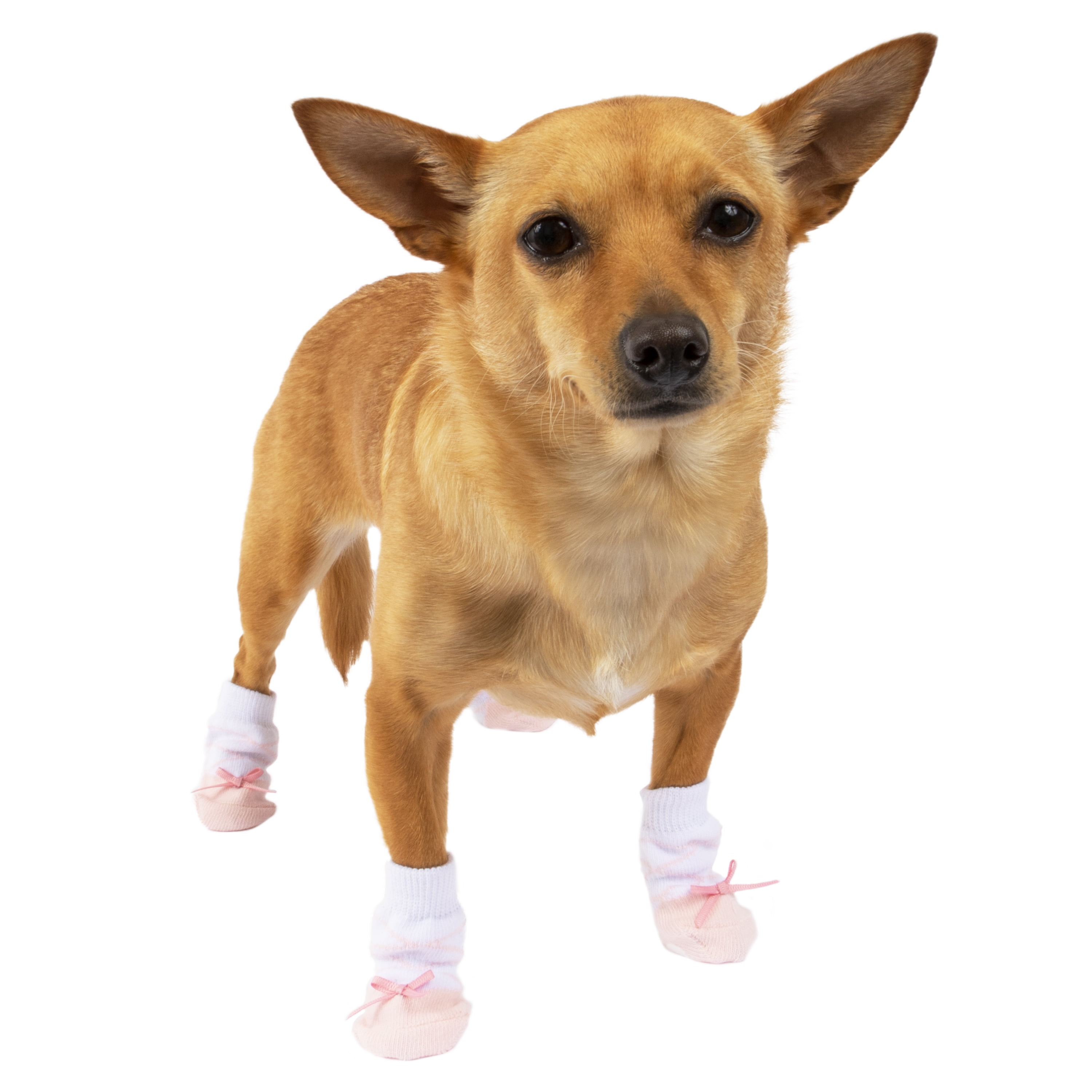 small dog socks