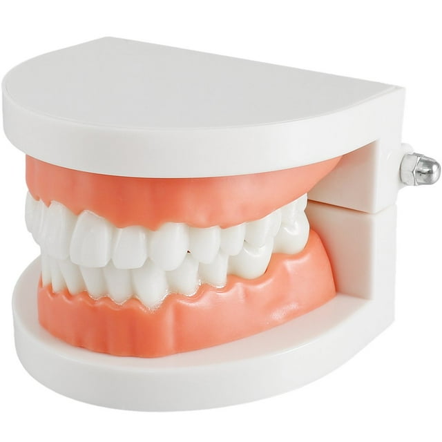 Modèle de Dentition Haute Simulation Modèle de Démonstration avec Brosse à 28 Dents pour Enfants Pratique d'Enseignement Précoce