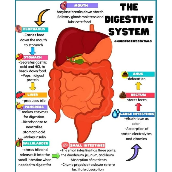 Organ Pencernaan Manusia  Poster Suitable for medical education posters for students, and can also be used as classroom and hospital office decoration