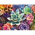 thumbnail image 2 of Buffalo Games - Simple Succulent - Rompecabezas de 1000 piezas Buffalo Games Buffalo Games, 2 of 2