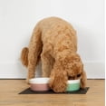 thumbnail image 3 of Waggo Dipper Cuenco de cerámica para perros de razas pequeñas y grandes, pesado y duradero, plato de agua y comida para mascotas, apto para lavavajillas, moderno (malva pequeño), 3 of 5