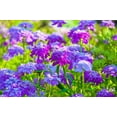 thumbnail image 2 of 2000 TALL MIX CANDYTUFT Iberis Umbellata Mixed Colors Ground Cover Flower Seeds, 2 of 10