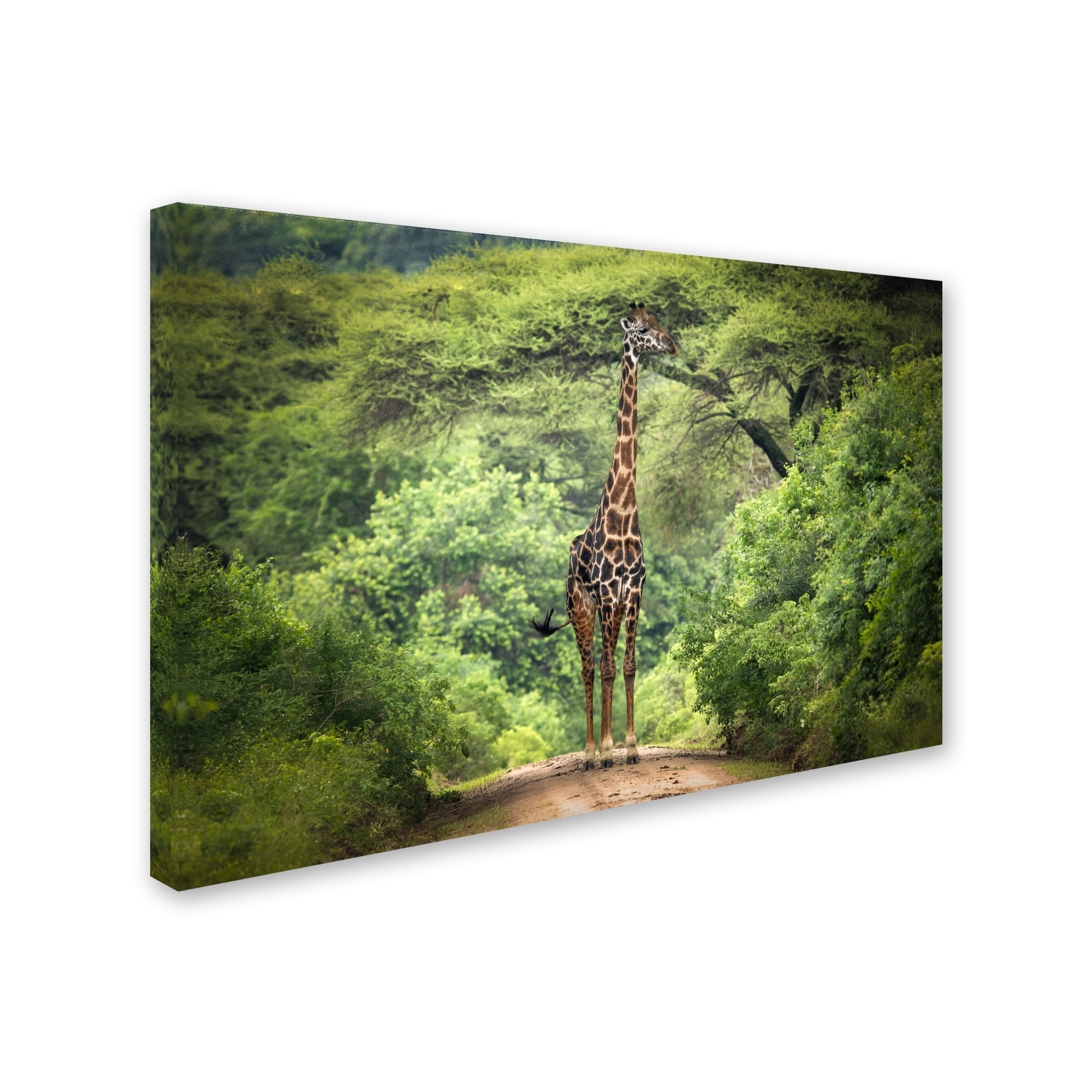 Trademark Fine Art 'Unexpected Meeting' Canvas Art by Kirill Trubitsyn