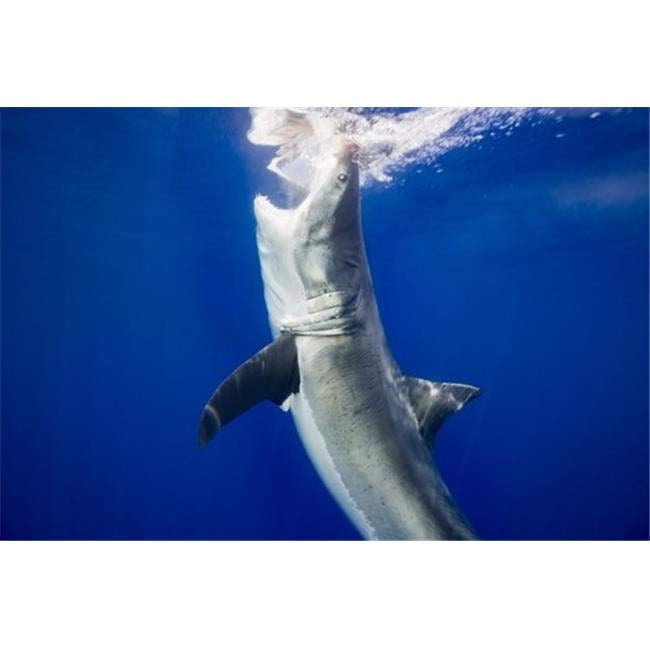 Great White Shark Carcharodon Carcharias - Guadalupe Island Mexico Poster Print by Dave Fleetham - 19 x 12