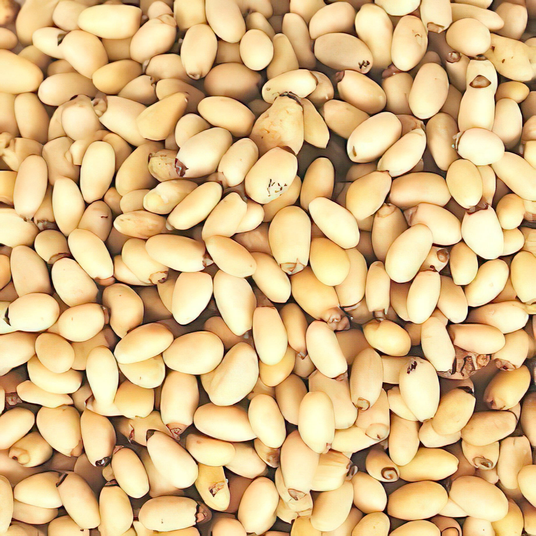 Bulk Pine Nuts (Pignolias) 25 Pound Wholesale Box - Fresh Pine Nuts