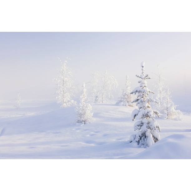 Snowy birch and evergreen trees in an atmospheric landscape during sunrise North Pole interior Alaska in wintertime Alaska United States of America Poster Print by Kevin G Smith  Design Pics