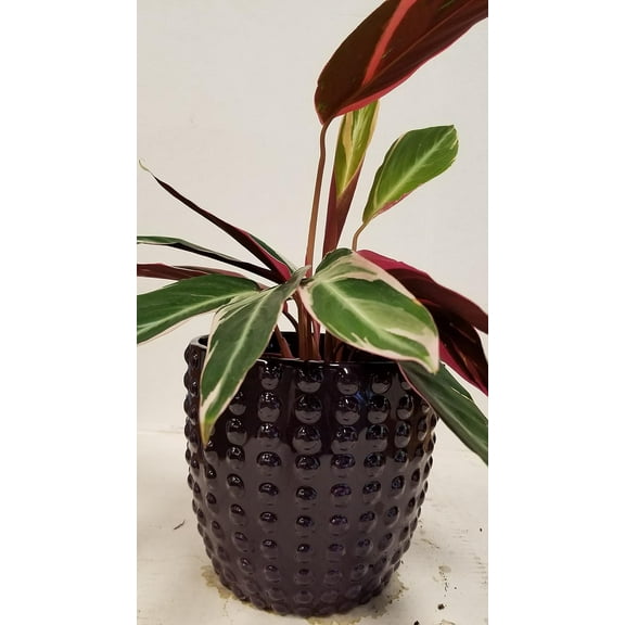 Live 6" Calathea Plant in Purple Beaded Ceramic Gift Pot