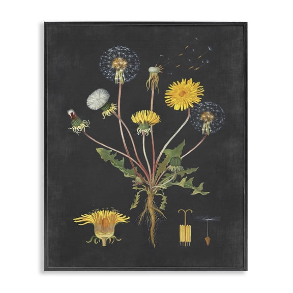 Stupell Industries French Country Botanical Drawing Dandelion On Black Design Black Framed Giclee Art, 24 x 30, by Lettered and Lined