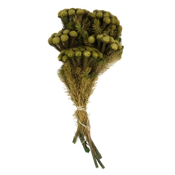 Vickerman 12-16" Yellow/Green Brunia, 4 oz Bundle, Preserved