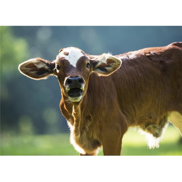 Herford Calf Bawls for Its Mother - Gaitor Florida United States of America Poster Print by Mark Emery, 36 x 26 - Large