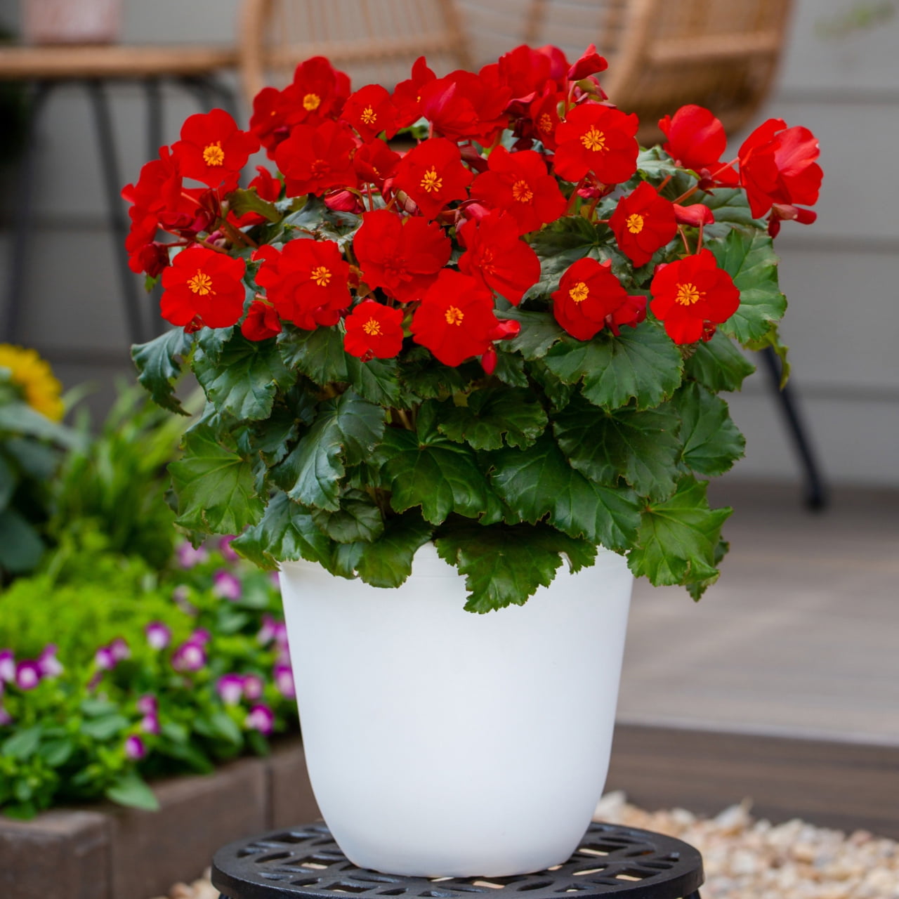 Expert Gardener 1.5gal Red Begonia Live Annual Plant Decorative Pot Sun