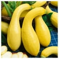thumbnail image 3 of Everwilde Farms - 40 Early Summer Crookneck Summer Squash Seeds - Gold Vault Seed Packet, 3 of 5