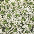 thumbnail image 2 of Proven Winners 4" White Knight Sweet Alyssum Live Plant in 4.25" Pot (4 Count), 2 of 9