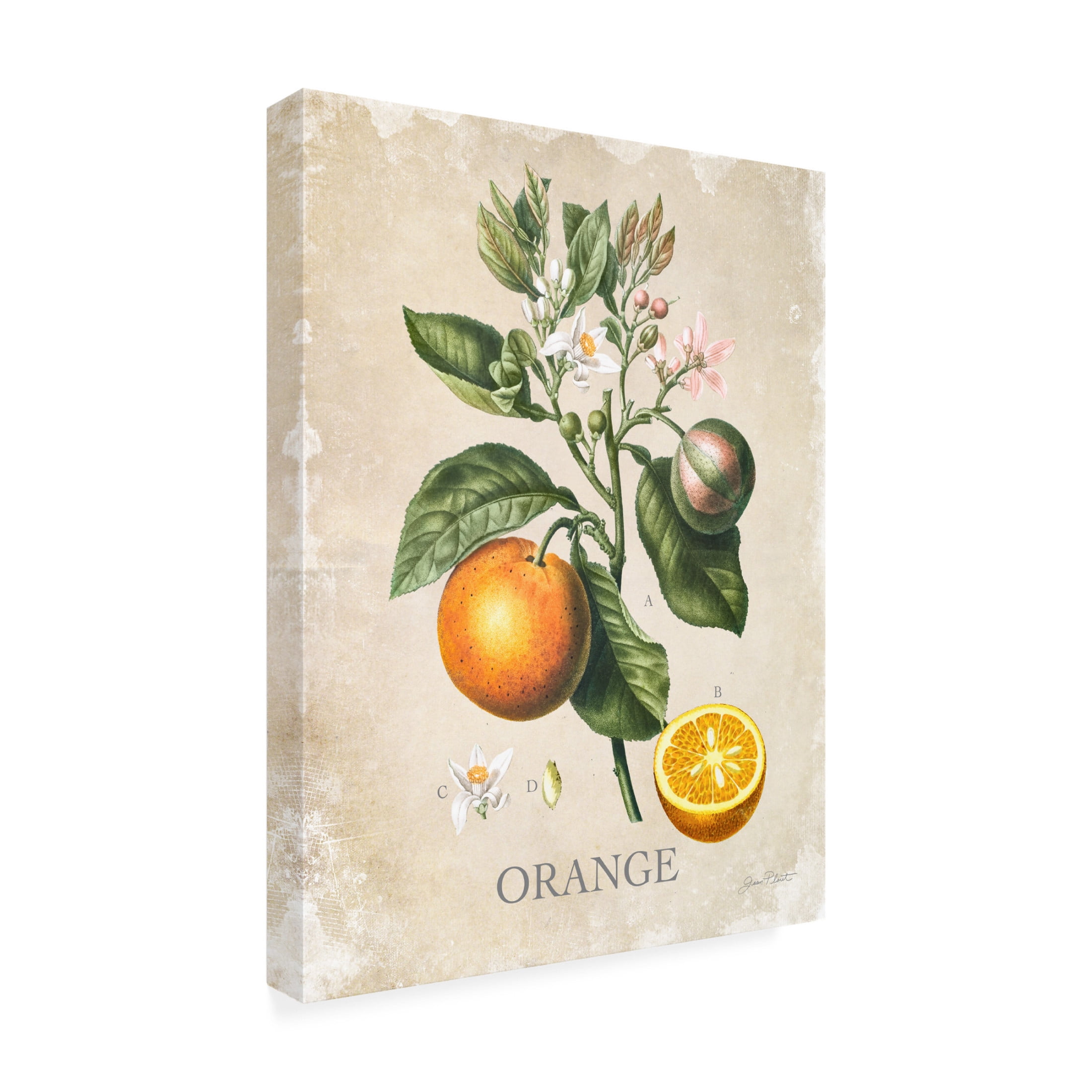 Canvas Wall Art - Jean Plout 'Luscious Fruit Study E' Wall Art for Living Room, Bedroom, or Office Décor by Trademark Fine Art - 18 x 24 Inches