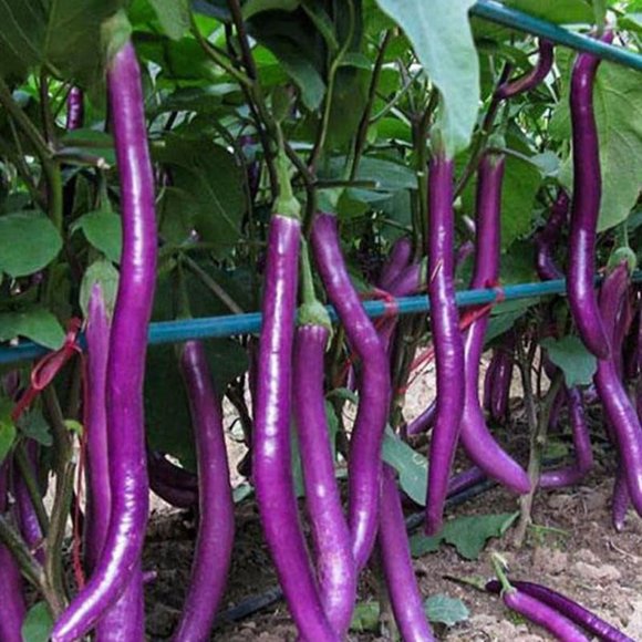 HIGHGW NO-GMO 180 Seeds, Long Purple Eggplant Seed High Yield Vegetable Seed for Planting Home Garden Heirloom Seeds