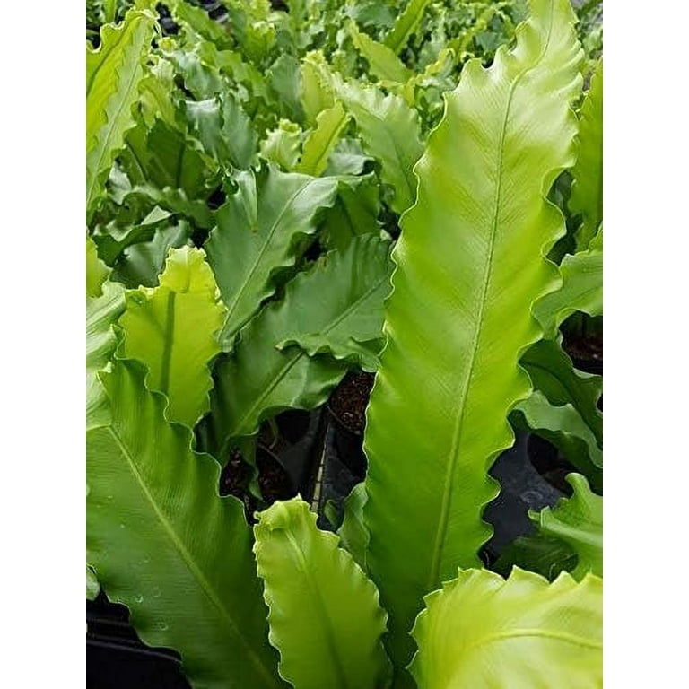 Wekiva Foliage, Japanese Bird's Nest Fern, Live Indoor Low-Light  Houseplant, Crinkly Fronds, 4 Inch Pot - Walmart.com
