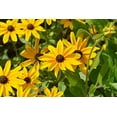 thumbnail image 6 of 2000 BLACK EYED SUSAN Rudbeckia Hirta Yellow Heirloom Native Flower Seeds, 6 of 11