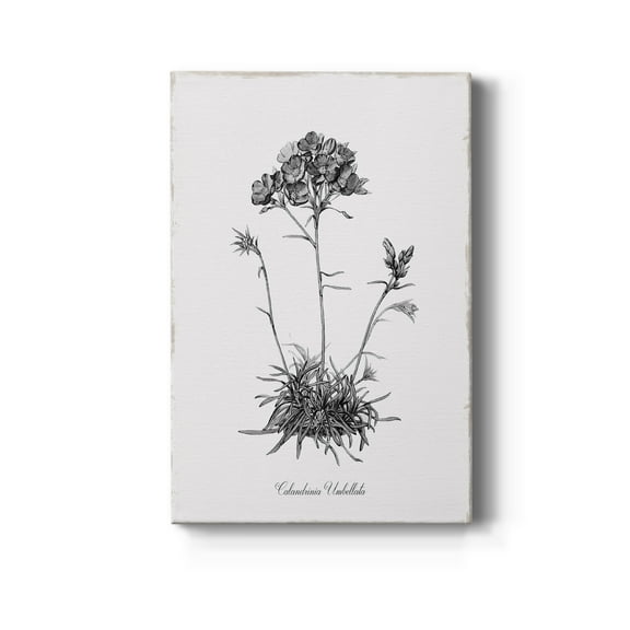 Simply Caladrinia Premium Gallery Wrapped Canvas - Ready to Hang - 8 x 12